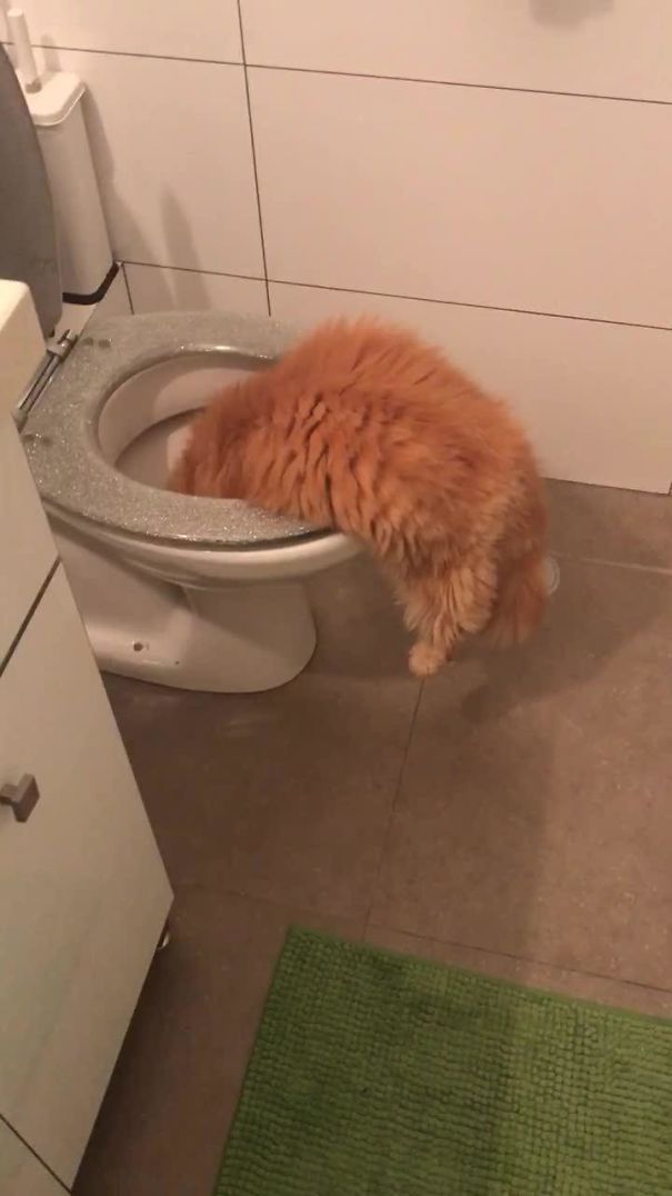catstuckintoilet-5df8fa3553762.jpg