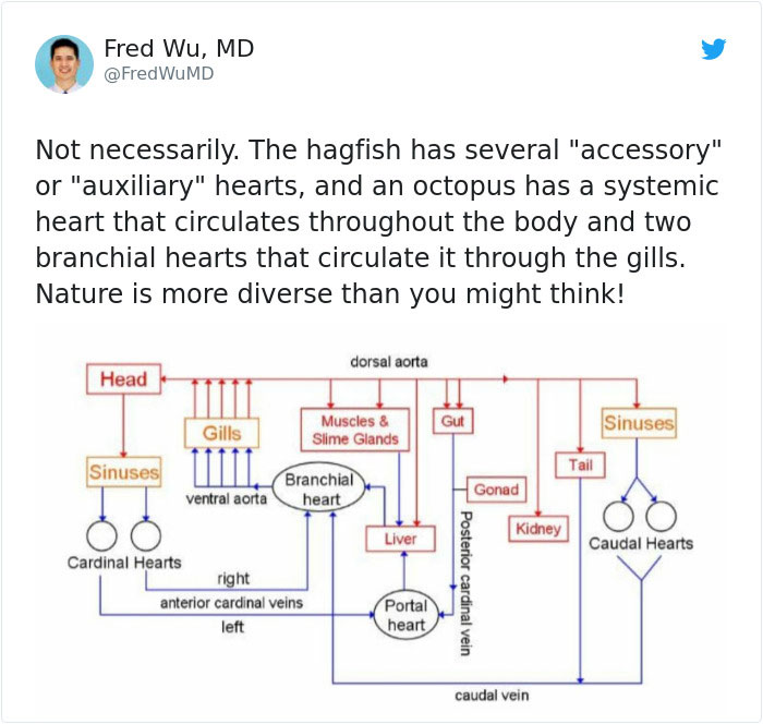 Doctor Tries Answering What He'd Do If A Centaur Had A Heart Attack In A Hilariously Serious Twitter Thread
