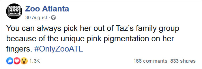 A Gorilla Born With A Lack Of Pigmentation On Her Fingers Surprises People