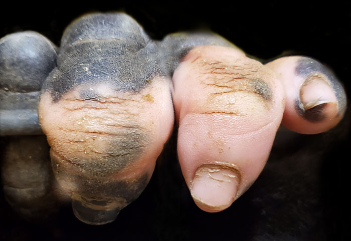 Esta gorila ha nacido sin pigmentación en los dedos y sorprende a la gente