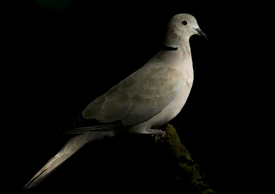 I Spent 35 Days Trying To Capture The Captivating Kingfisher (27 Pics)