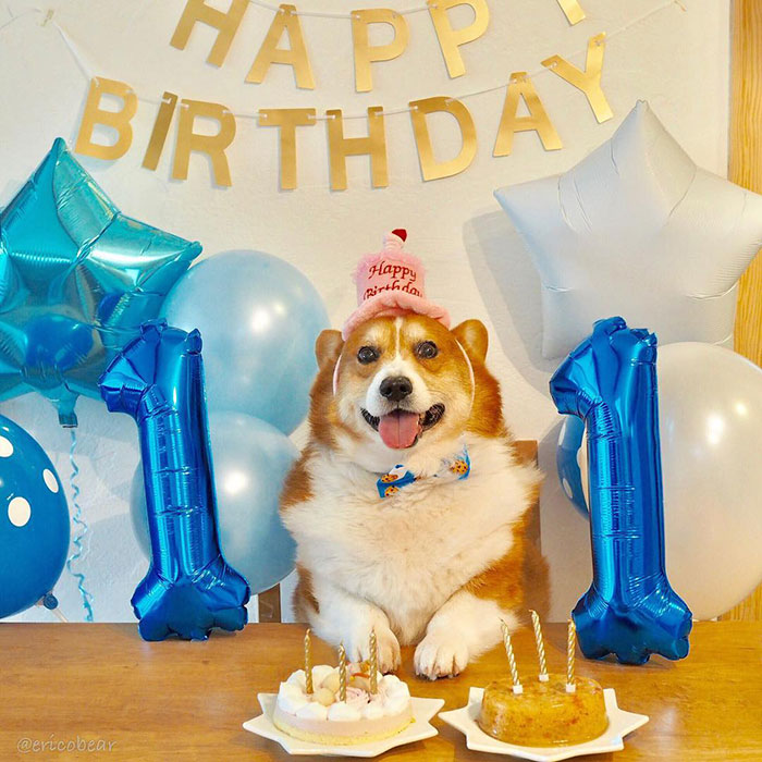 Corgi-Adventures-Ericobear