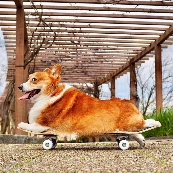 Corgi-Adventures-Ericobear