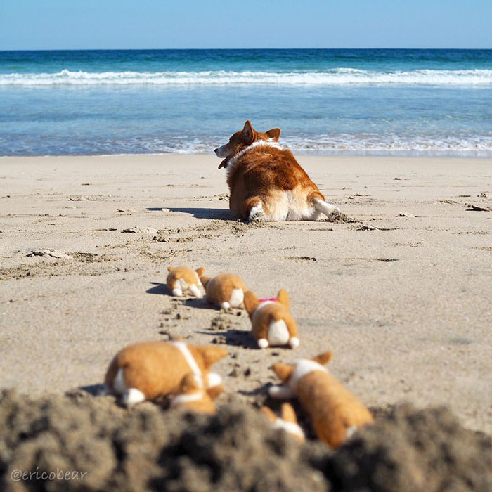 Corgi-Adventures-Ericobear