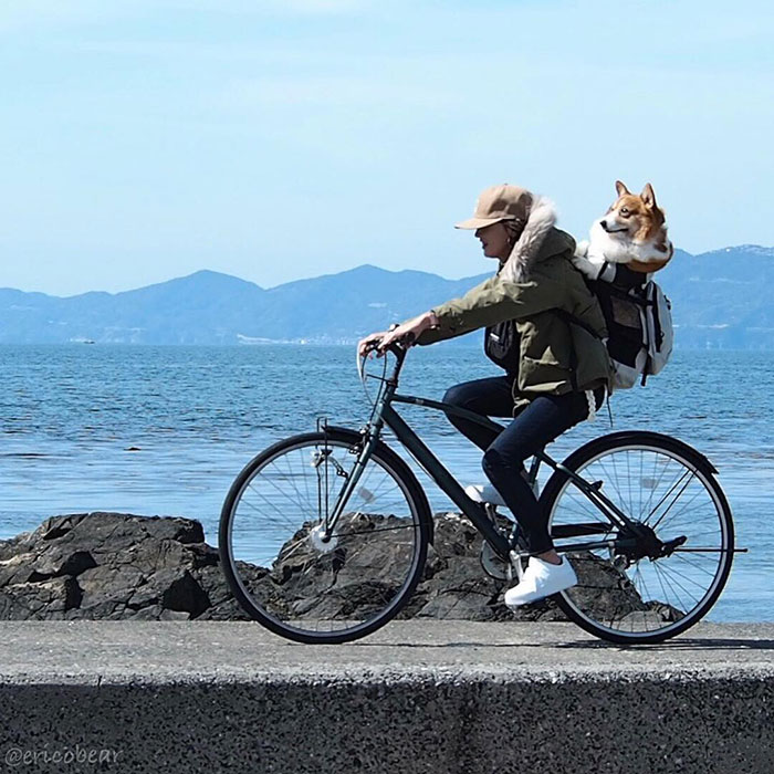 Corgi-Adventures-Ericobear