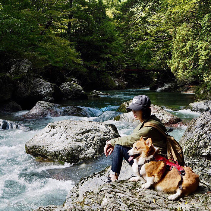 Corgi-Adventures-Ericobear