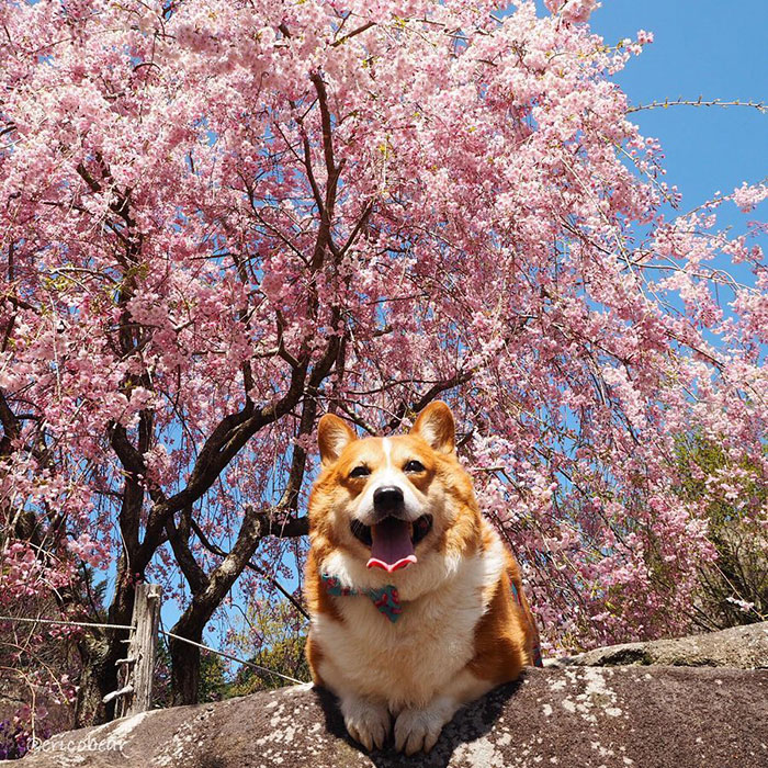 Corgi-Adventures-Ericobear