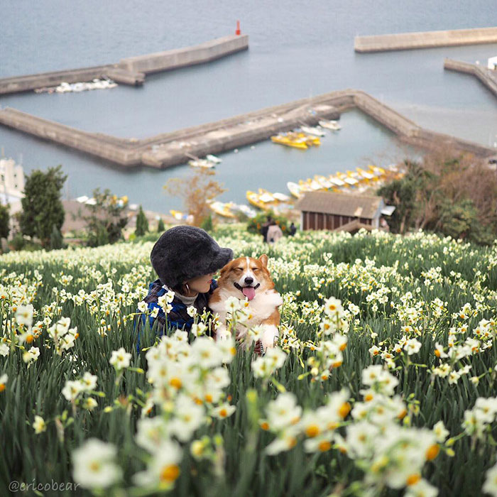 Corgi-Adventures-Ericobear