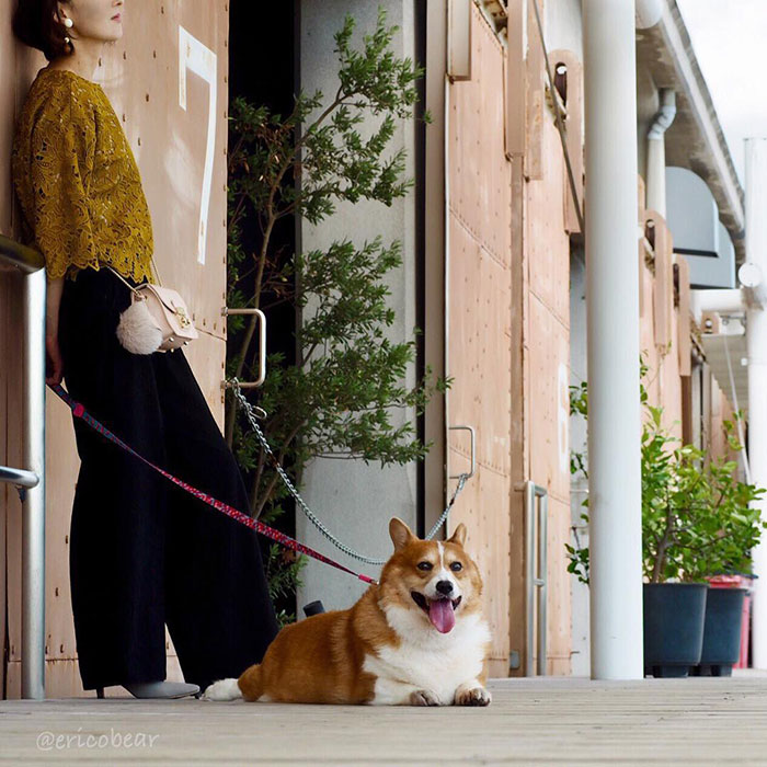 Corgi-Adventures-Ericobear