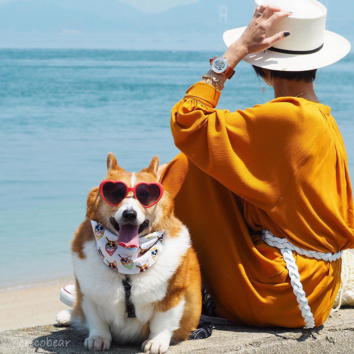 Corgi-Adventures-Ericobear