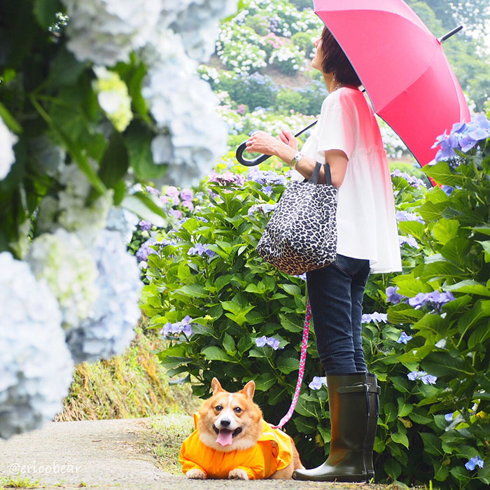 Corgi-Adventures-Ericobear