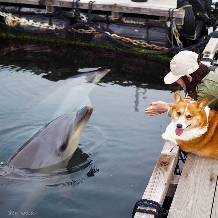 Corgi-Adventures-Ericobear