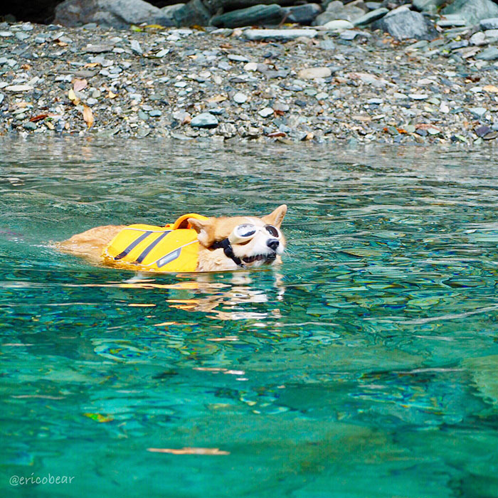 Corgi-Adventures-Ericobear