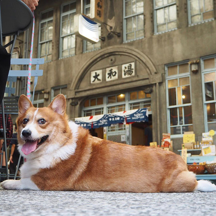 Corgi-Adventures-Ericobear