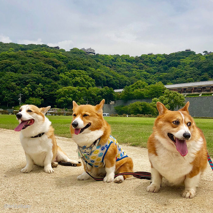 Corgi-Adventures-Ericobear