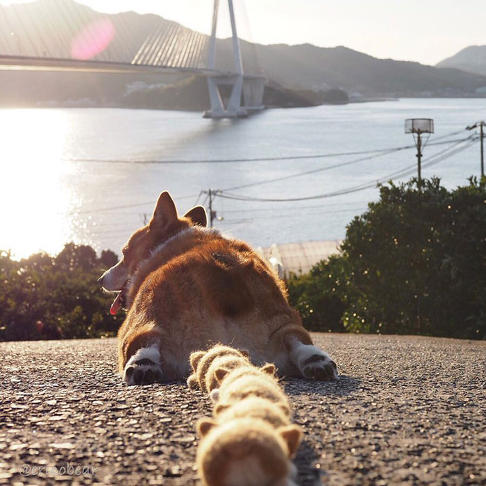 Corgi-Adventures-Ericobear