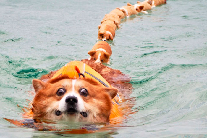 52 Best Photos Of An Adorable Corgi Who Has 50k Instagram Followers