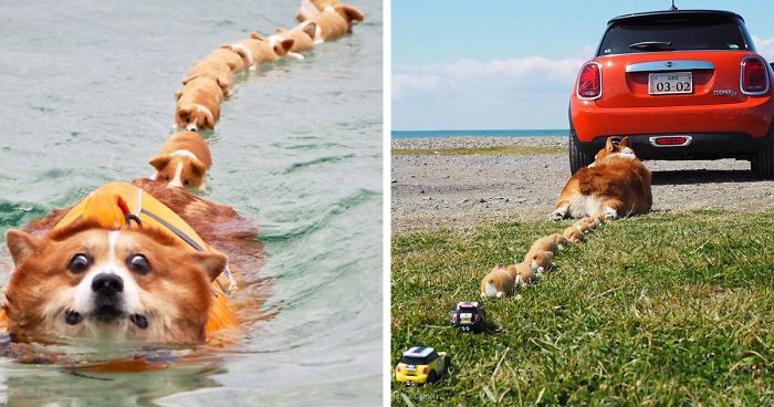 52 Best Photos Of An Adorable Corgi Who Has 50k Instagram Followers