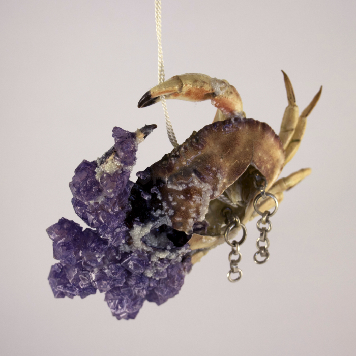 I Turn Creepy Crabs Into Jewels