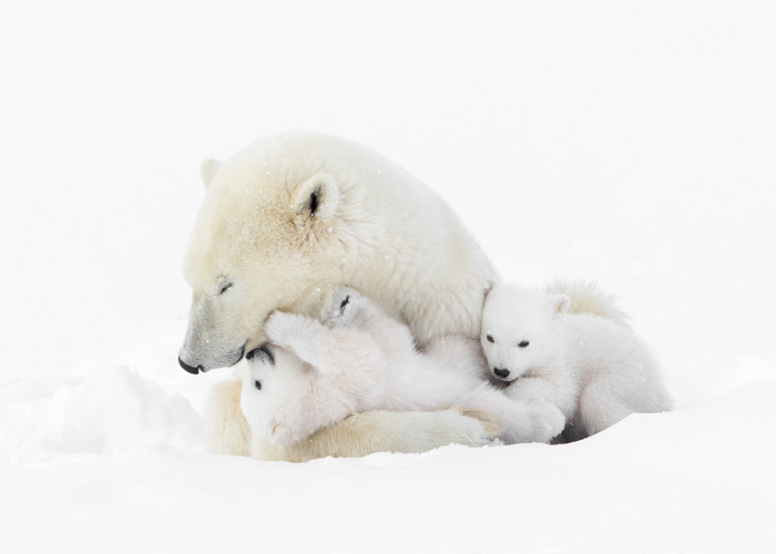 I Photographed Amazing Polar Bears And Cubs In The Wild