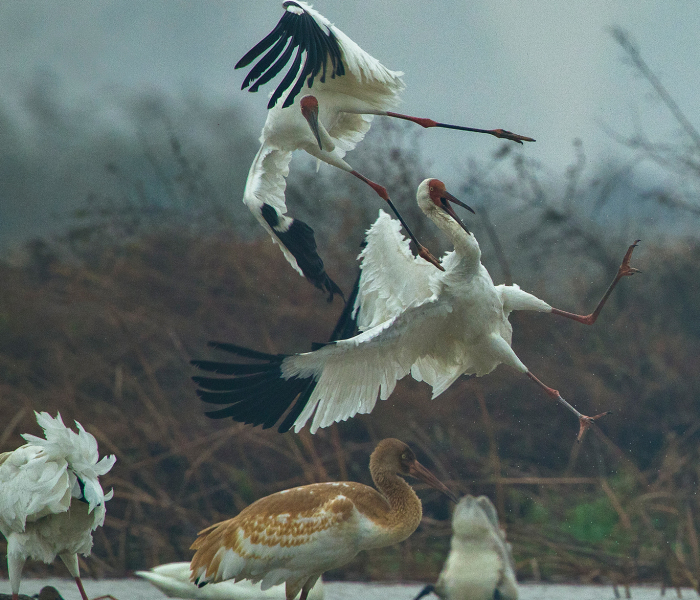 I Captured The Awe-Inspiring Moments Of Siberian Cranes