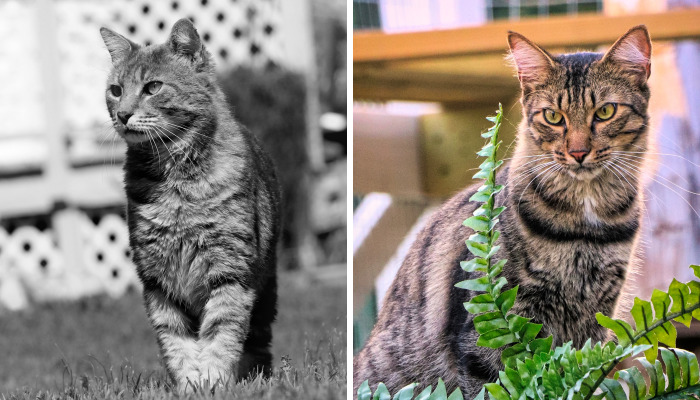 We Created A Sanctuary For Abandoned And Stray Cats Called “Catville”