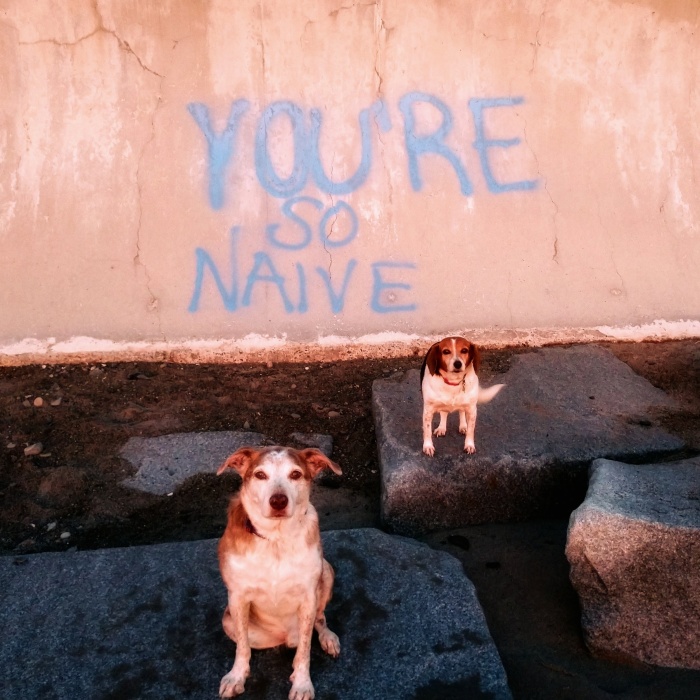 Dogs Document Lame Graffiti And Trash Found On Beach In The Summer