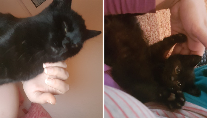 Why Does My Cat Hate Me?