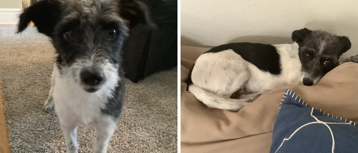 The Story Of How We Adopted Gracie May