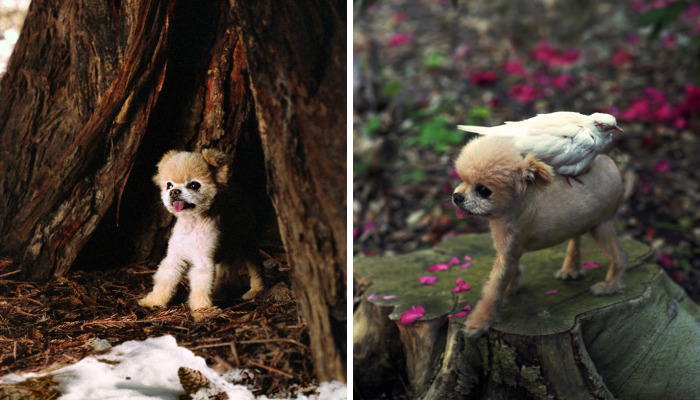 I Photograph Cuteness For A Cause