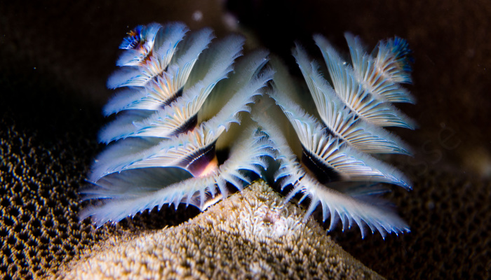 Here Are Some Underwater Christmas Trees I Photographed