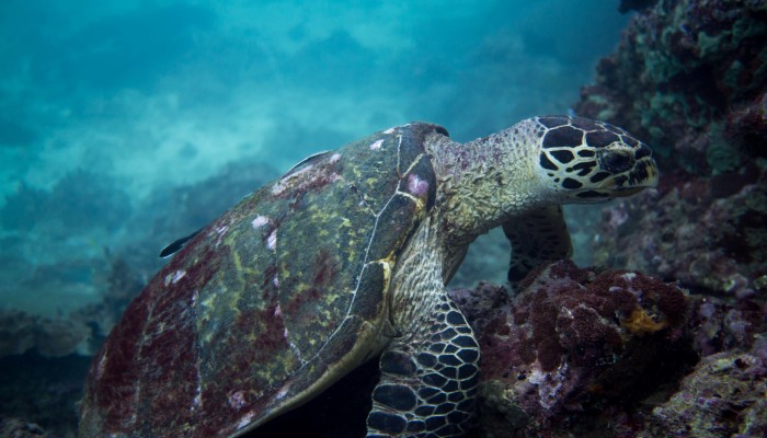 I Spent Hours Scuba Diving Photographing The Endangered Hawksbill Sea Turtles