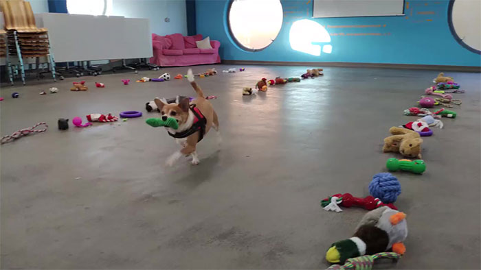 Esto es lo que pasó cuando dejaron que 35 perros del refugio de animales eligieran sus propios regalos navideños