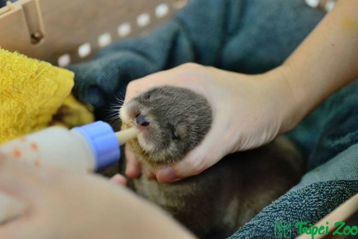 Cute-Baby-Sea-Otters