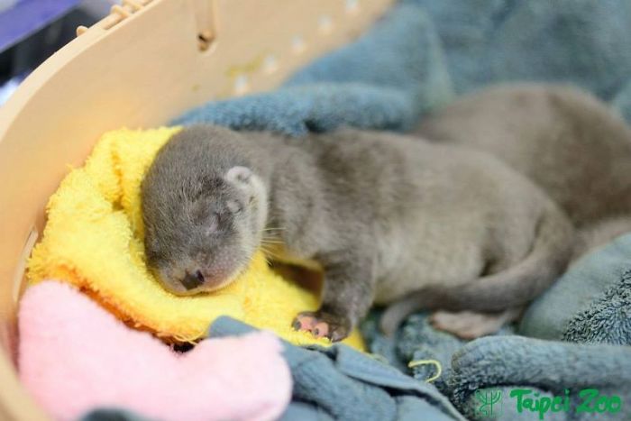 Cute-Baby-Sea-Otters