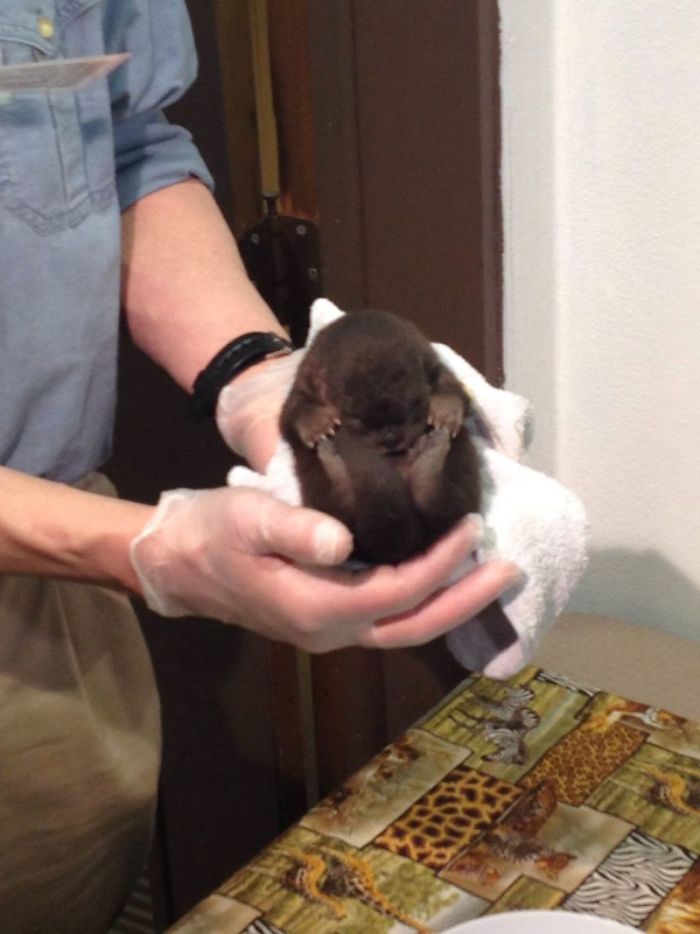 Cute-Baby-Sea-Otters