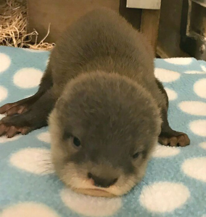 Cute-Baby-Sea-Otters