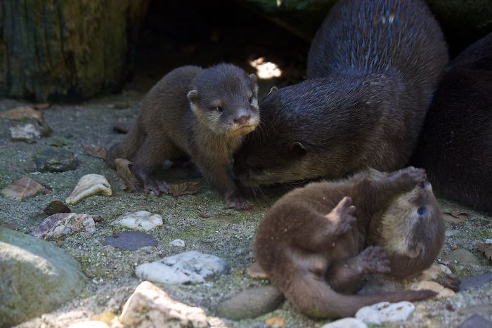 68 Adorable Baby Otter Pics
