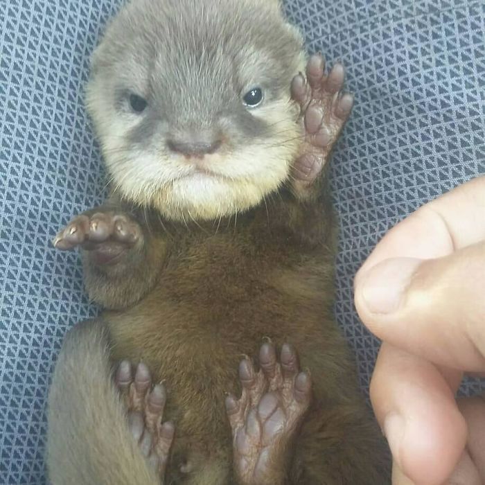 68 Adorable Baby Otter Pics