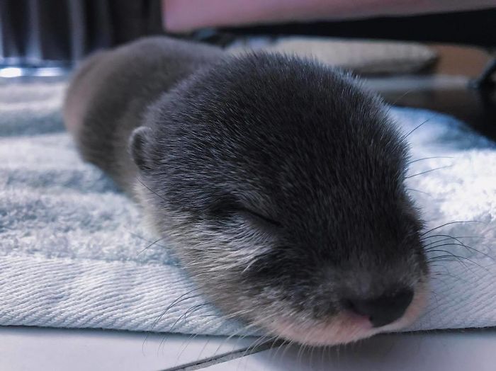 68 Adorable Baby Otter Pics