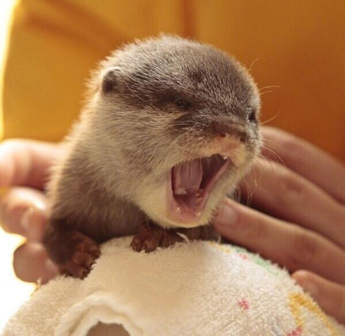 68 Adorable Baby Otter Pics