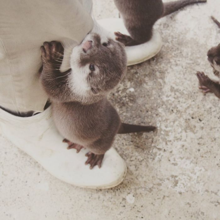 68 Adorable Baby Otter Pics