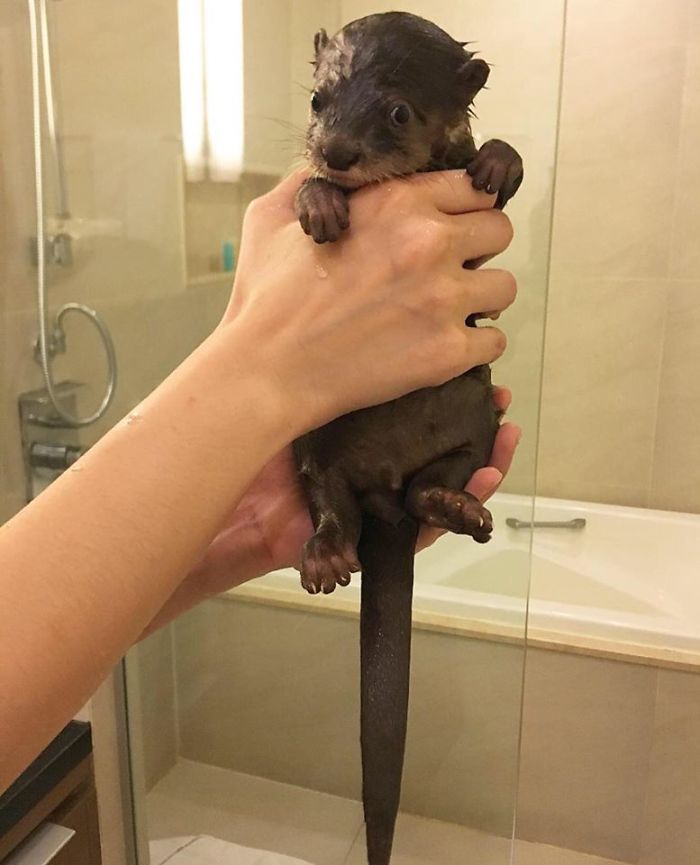 76 Adorable Baby Otter Pics