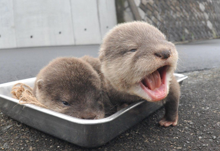 30 Pics Of The Most Adorable Sea Otter Babies