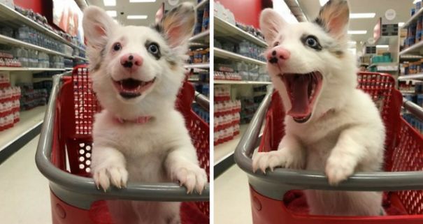 Dog In Shopping Basket