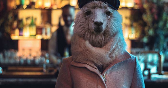 My Photo Editing Project “Anthropomorphism” That Humanizes Animals And Animalizes Humans (30 Pics)