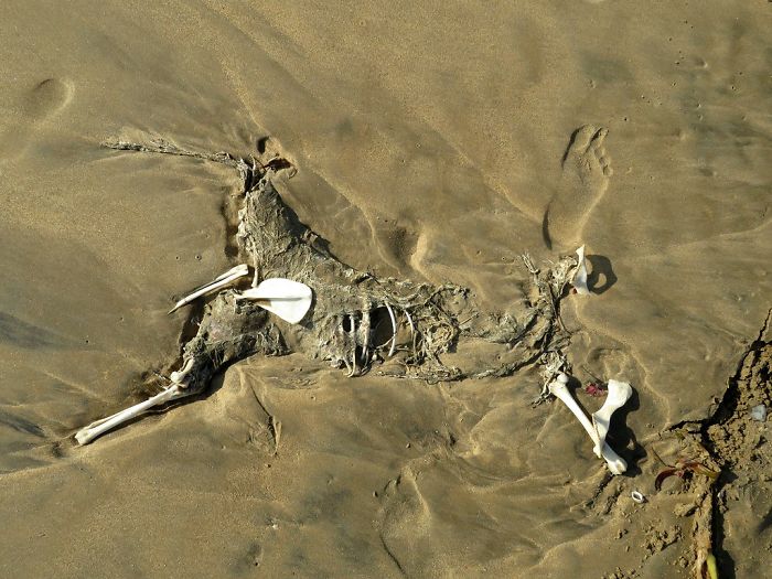 In Bronze Age, Boys Killed Pets To Become Warriors In Early Russia