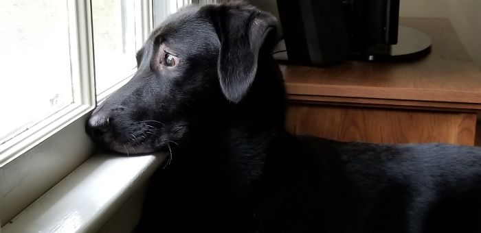 In 2014, An Estimated 2.8 Million Dogs In America Were On An Antidepressant Drug Like Prozac