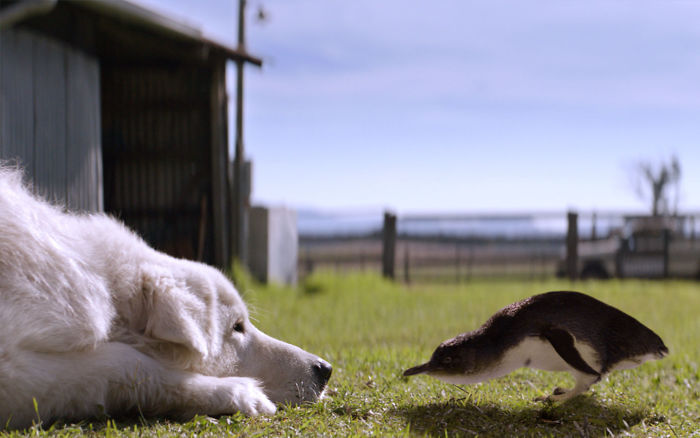 There Is An Island Where Dogs Guard A Colony Of Tiny Penguins