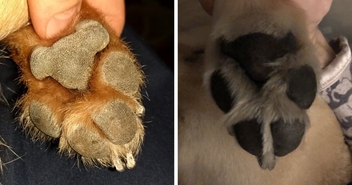 Someone Points Out That Dog Paws Look Like Koalas And Everyone Shares Pics
